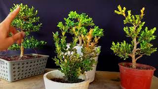 MI BUXUS SE SECA colores de otoño en nuestros bonsai LLEGO EL FRIO EN BUENOS AIRES