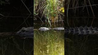 I am a guardian of Florida’s wild soul. Join the Movement — livewildly.com/join-the-movement
