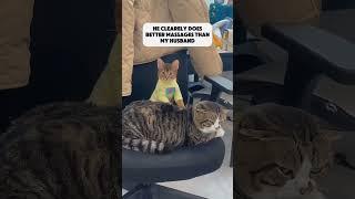 The strange behaviors of cats are always entertaining to watch #funny #cat #shorts #shortsvideo