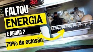 chocadeira chocamaistop (79% de eclosão) valeu a pena ? faltou energia o que fazer?