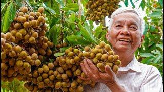 Giống nhãn lạ siêu trái, mỗi chùm nặng 3,5 - 4 kg|Bí quyết trồng nhãn siêu trái - Dân miền Tây