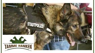 Ex Polizeihund hat Schmerzen: Sollte man den Hund vom Leid erlösen? | Tamme Hanken | Kabel Eins