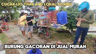 CUCAK IJO THAILAND LOKAL 80.RIBU BURUNG GACORAN DI JUAL MURAH