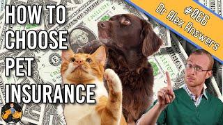 6 Steps to Choosing the Best Pet Insurance for Your Dog + Cat - Dog + Cat Health Vet Advice