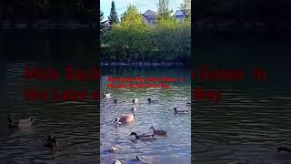 初夏的半月湾湖畔：野鸭戏水与鹅共舞。(Ducks playing & goose dancing in the Lake water of Half Moon Bay) (05292025 41#)