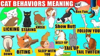 Strange Cat Behaviors Explained (Compilation). Cat Body Language. Jaw-Dropping Facts about Cats