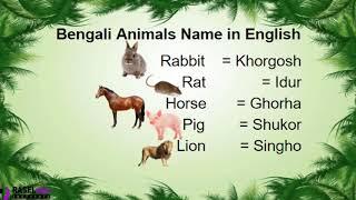 Learn Bengali Animals Name in English By RASELraju Institute