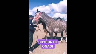 #boysun DI ONASI