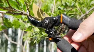 Pruning Shears