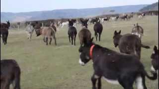 75 donkeys enjoying turnout at Kennel Barn - The Donkey Sanctuary