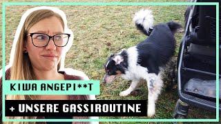 Kinderwagen angepinkelt | Unsere Gassiroutine & neue Hundemäntel