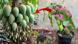 Cutting And Propagate Mango get fast fruit Growing - How to grow Mango