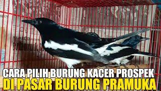 TUTORIAL WAJIB TAU CARA PILIH BURUNG KACER PROSPEK LAPANGAN DI PASAR PRAMUKA