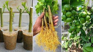 How to propagate Lemon tree using Orange fruit and Aloe vera | green farm