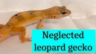 I Adopted a Neglected Leopard Gecko!