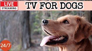 [LIVE] Dog MusicCalming Music for DogsStress Relief for DogsRelaxing Music for Dog Sleep7