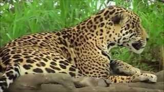 Pantanal Eco Trips - Pantanal Wildlife