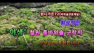 바위솔 군락지, 자연이 만들어낸 자생종 좀바위솔의 아름다움