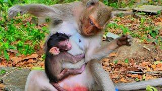 Today so sad! Mother unhappy and deny milk for poor baby monkey