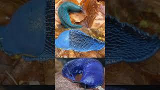 Blue Slugs