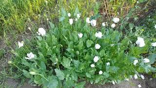 Papaver Poppies - Harvesting