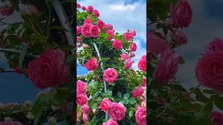 The Beauty Of Roses