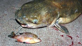 How to catch catfish with bluegill - fishing for catfish with bluegill