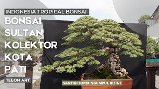 Gallery Bonsai Santigi Mewah Kelas Sultan milik Tebon Art di Kota Pati