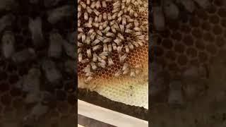 Honey bee farming tips #youtubeshorts #sarangmadu #honeybee #shorts