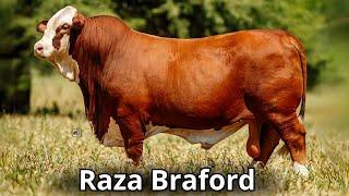 Raza bovina Braford. Un Vistazo al origen y Evolución de esta Raza de ganado.