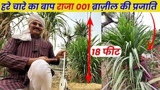 दूध के ड्रम भरने वाला हरा चारा RAJA 001 ब्राज़ील की प्रजाति | Green Fodder for dairy farm 9560515567