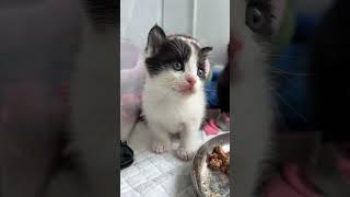 The MEAT SHAKES! Foster kittens shaking when trying meat for the first time.