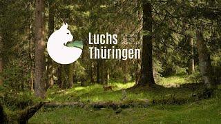 Luchs Thüringen – Europas Luchse vernetzen! 4K