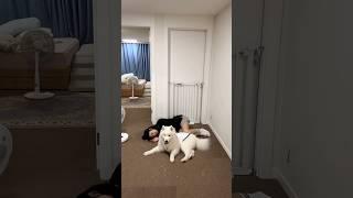 My Dog Keeps Running Away...