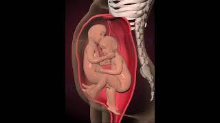 Amazing Twins inside the womb (3D Animation)