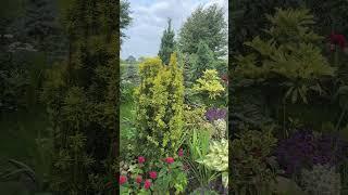 Утро моего сада Mein Garten am Morgen 18.07.24