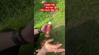 Combo diệt mọi loại RẦY XANH, RỆP SÁP hại SẦU RIỀNG #hydro_mỹ #hydromythipro #rayxanh #saurieng