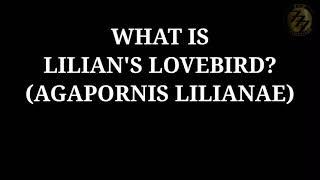 Agapornis lilianae breeding and transmutations in Philippines (2016-2021) Nyasa African Lovebirds