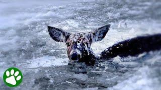 Frozen deer rescued from icy nightmare