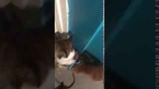 Michelle Hill Dog Training Website