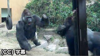 父は必死に母ゴリラを守るぞ！父モモタロウ｜ 京都市動物園  モモタロウ家族 ゴリラ   gorilla