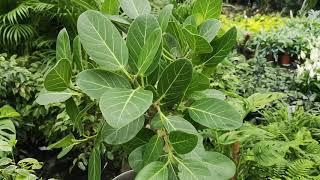 Ficus Benghalensis Audrey Tree 100cm | Live from the Nursery Series