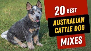 20 Amazing AUSTRALIAN CATTLE DOG Mixes!