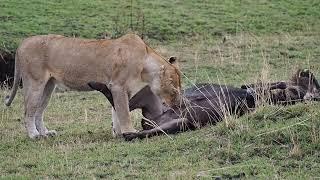 Lioness Eating A Wildebeest In Kenya