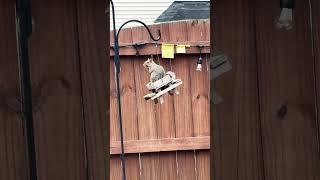 Squirrel is chilling in Aarsh’s backyard