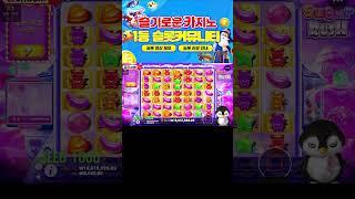 [슬기로운카지노] 슬롯카메오 펭귄 슈가 2170배! 어떻게 먹는거야 #슬롯머신 #슬롯 #프라그마틱 #잭팟 #slot #pragmatic
