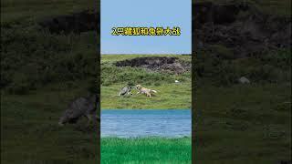 藏獒兔狲大战！#tibetan #animal 【跟着图尔去旅行】