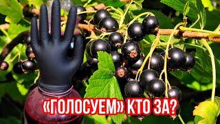 Настоящее домашнее вино из черной смородины