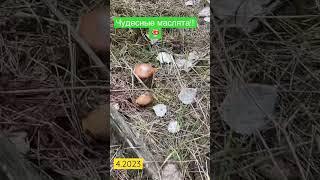 Красивые грибы!!! Маслята  #грибы2023 #грибы #2023 #съедобныегрибы