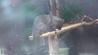 Philadelphia Zoo Fossa on His Swinging Platform